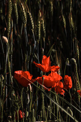 red poppy flower
