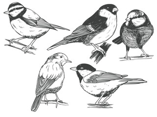 Hand drawn of Songbird bird from different angle views in engraving black white style illustration.
