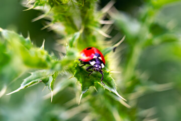 Fototapeta premium Ladybug on a thistle, little round beetle, red with black spots, coccinella, coccinellidae