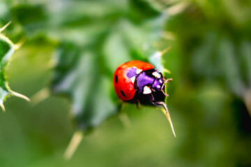 Ladybug on a thistle, little round beetle, red with black spots, coccinella, coccinellidae