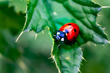 Ladybug on a thistle, little round beetle, red with black spots, coccinella, coccinellidae