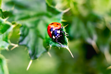 Ladybug on a thistle, little round beetle, red with black spots, coccinella, coccinellidae