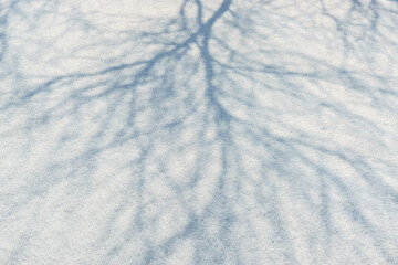 The shadows of trees in the snow