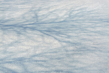 The shadows of trees in the snow