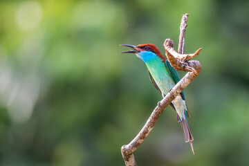Blue-throated Bee-eater - Merops viridis, beautiful colored bird hunting insects on the rivers and lake banks of South East Asia, Kinabatangan river, Borneo, Malaysia.