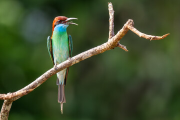 Blue-throated Bee-eater - Merops viridis, beautiful colored bird hunting insects on the rivers and lake banks of South East Asia, Kinabatangan river, Borneo, Malaysia.