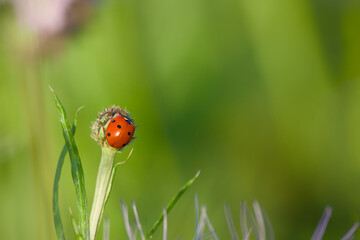 ladybug perching on the plant close-up