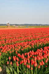 五泉のチューリップ畑（新潟県）