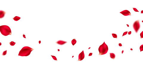 Beautiful flower petals background vector illustration.