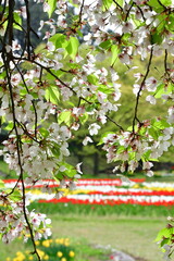 寺尾中央公園の桜（新潟県）