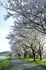 Obraz premium 桧木内川堤の桜並木（秋田県）