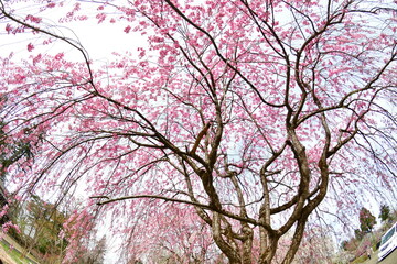 角館の桜（秋田県）