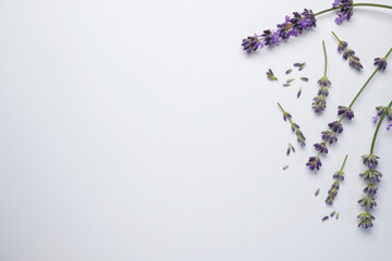 Lavender flowers and leaves creative frame on white background. Floral composition. Healthy eating...