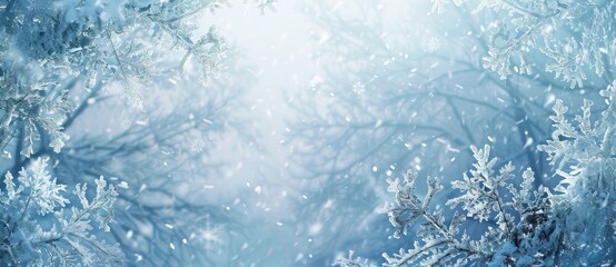 Fototapeta premium Framed in winter natural blue snow background with beautiful light. Fir branches with cones in forest covered with snow and frost.