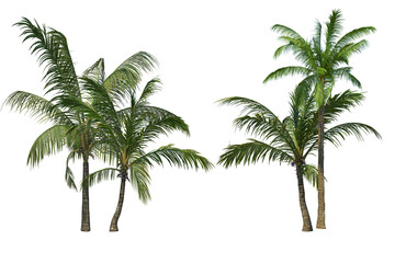 Tropical coconut palm trees on transparent background