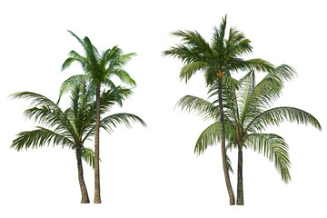 Coconut palm tree isolated on white © Link Parker