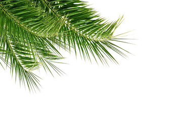 Palm branch on corner border, isolated on white background