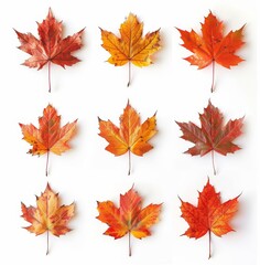 Fototapeta premium Natural curved yellow, orange, and burgundy autumn maple leaves on white background with light shadow.