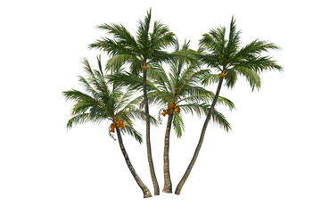 Coconut tree palm on transparent background © Link Parker