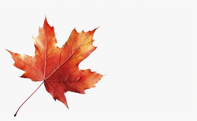 Fototapeta premium Natural autumn dry curved maple leaf in orange, red, burgundy tones on white background with light shadow.