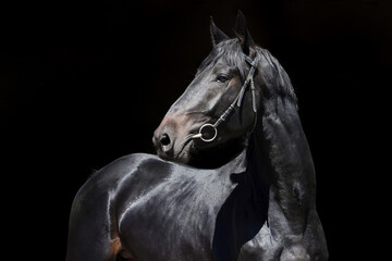 Fototapeta premium Saddlebred black horse portrait in Starozgilovo stud