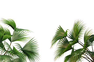 Tropical plants and palms on corner border isolated backgroundd