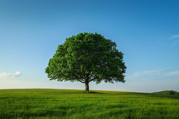Fototapeta premium lone tree in the morning on the verdant peak of a mountain 