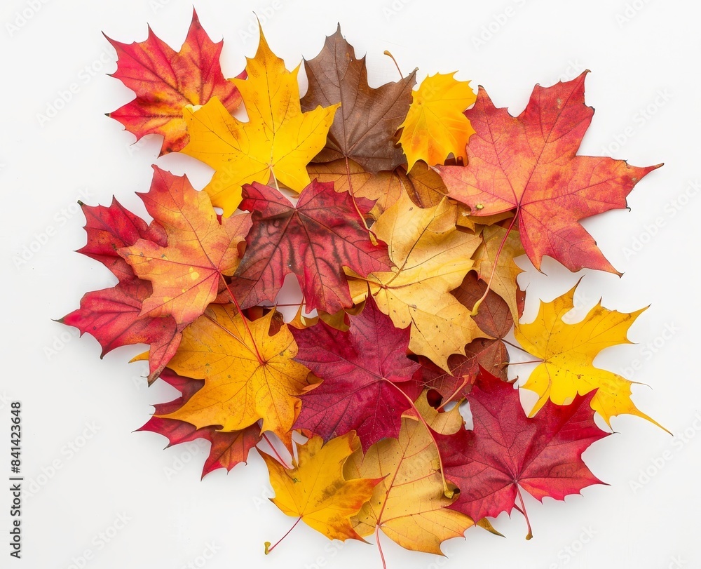 Poster an isolated white background shows a circle of colorful autumn maple leaves stacked in a circle.