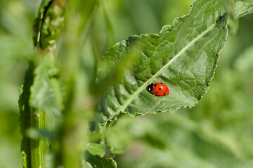 ladybug perching on the plant leaf close-up