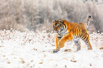 Siberian tiger (Panthera tigris tigris) Running through the snowy landscape