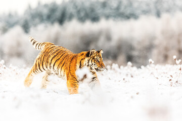 Siberian tiger (Panthera tigris tigris) running in deep snow
