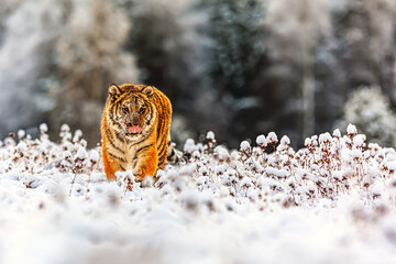 Siberian tiger (Panthera tigris tigris) through the wild winter tundra