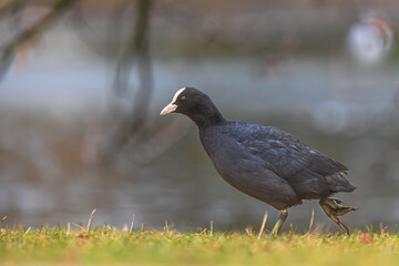 The Eurasian coot (Fulica atra), also known as the common coot