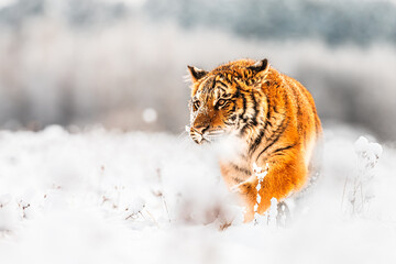 Siberian tiger (Panthera tigris tigris) detail in the snow