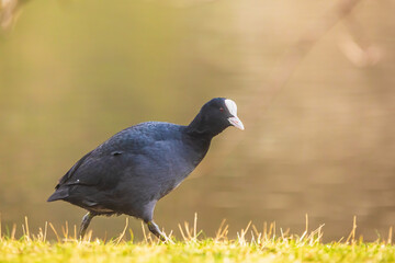 The Eurasian coot (Fulica atra), also known as the common coot