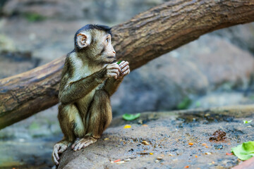 young The southern pig-tailed macaque (Macaca nemestrina), also known as the Sundaland pig-tailed macaque