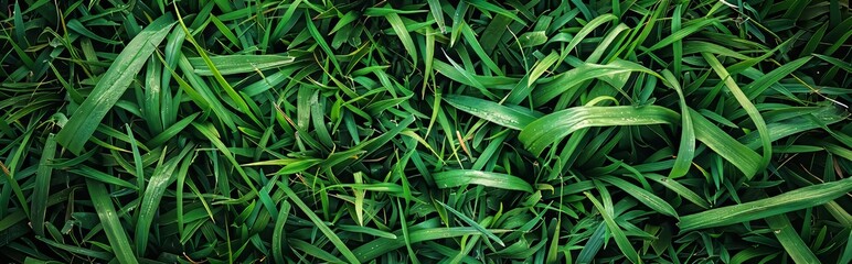 Obraz premium Natural green lawn with beautifully trimmed grass on the background.