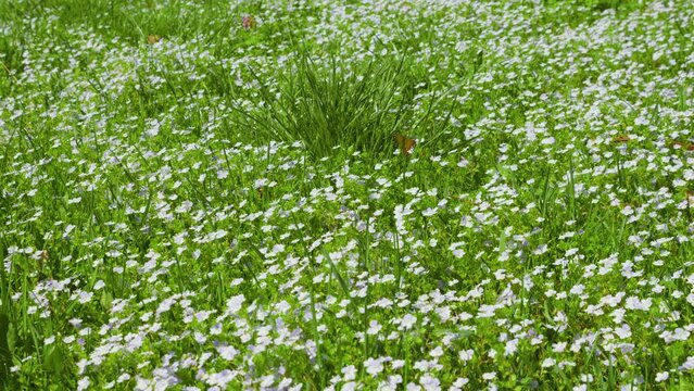 Spring meadow with Veronica persica flowers.