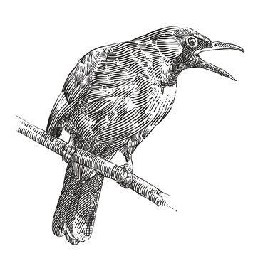 engraving hand drawn bird vector illustration