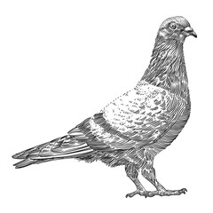 engraving hand drawn bird vector illustration