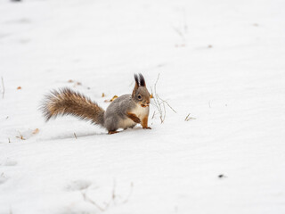 Portrait of a squirrel in winter on white snow background
