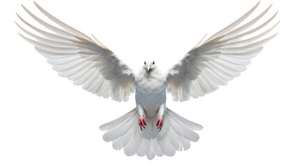 White Dove in Flight With Spread Wings Against a White Background
