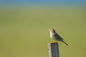 A Corn Bunting sitting on a wooden pole