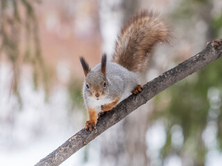 The squirrel with nut sits on tree in the winter or late autumn