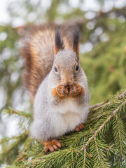 The squirrel with nut sits on tree in the winter or late autumn