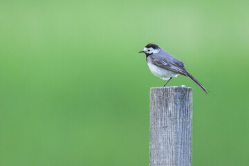 Fototapeta premium A White Wagtail standing on a wooden post