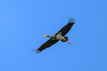 A Black Stork in flight blue sky