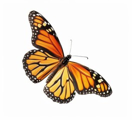 An elegant yellow orange butterfly in flight on a transparent background.