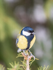 Cute bird Great tit, songbird sitting on the nice branch with beautiful autumn background