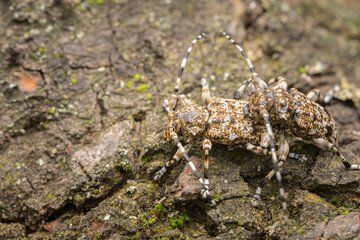 A pair of small longhorn beetles sitting on a piece of wood